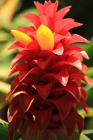 /album/kuranda/img-2792-533x800-jpg/